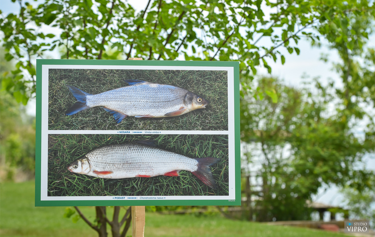 Grad Prelog : Izložba fotografija slatkovodnih dravskih riba Josipa Horvata  Majzeka